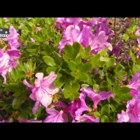 Rhododendron brachycarpum (fam. Ericacees) (Japon) (3)